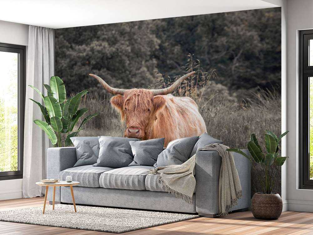 Scottish Highlander i marken