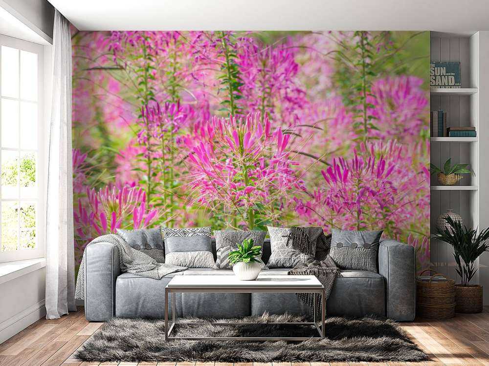 Cleome-blomster