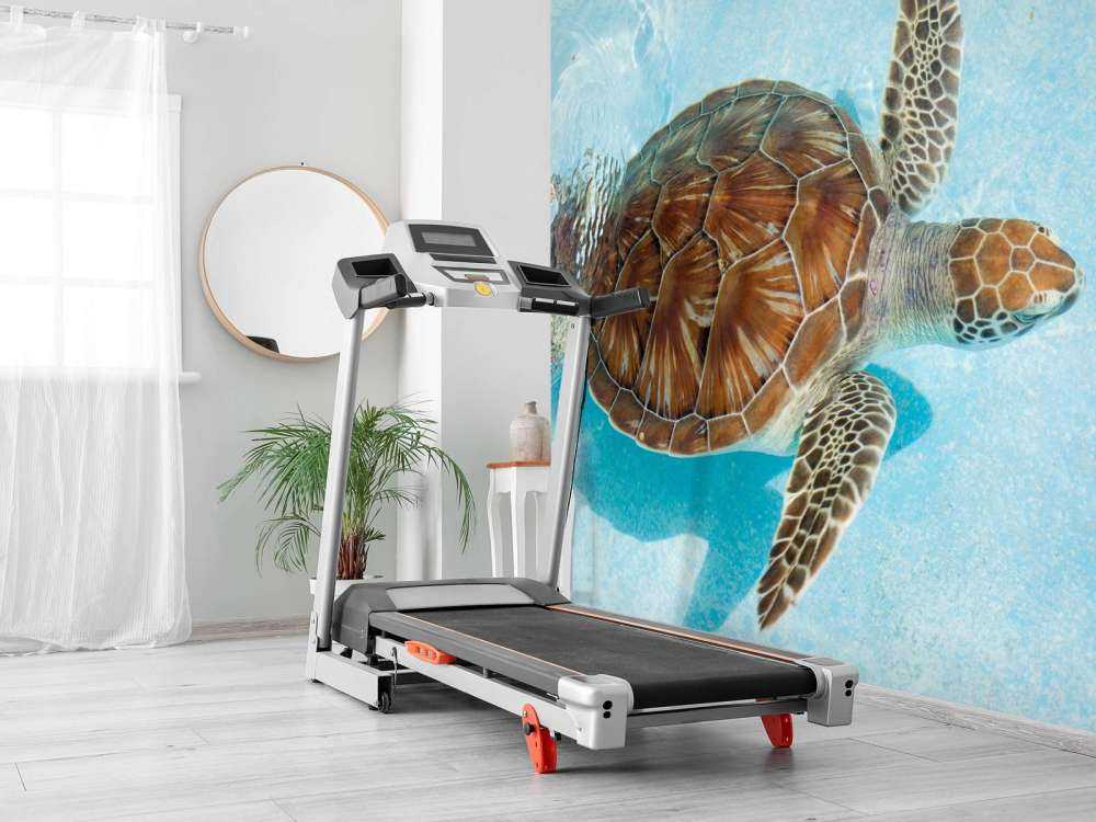 Skildpadde i vandet