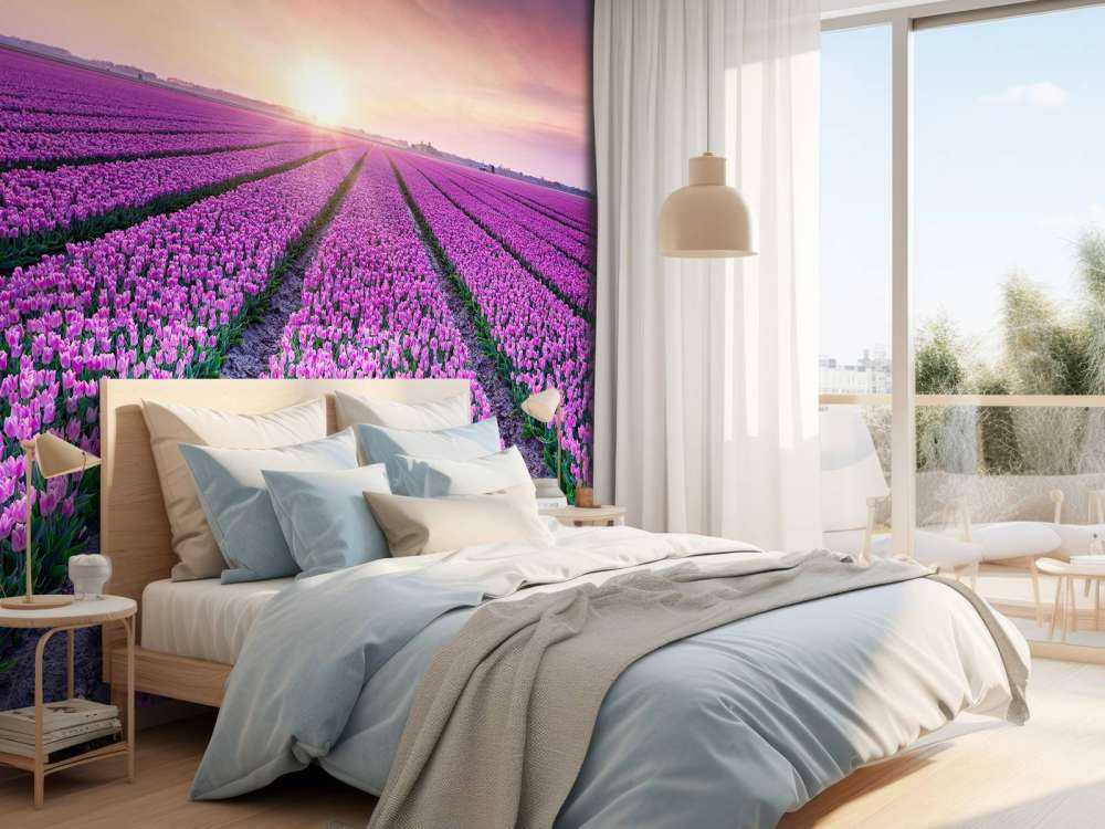 Tulipanmark ved solopgang
