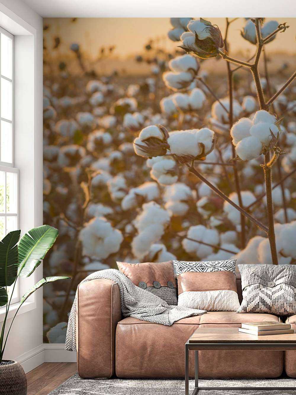 Bomuldsmark med gylden gul himmel