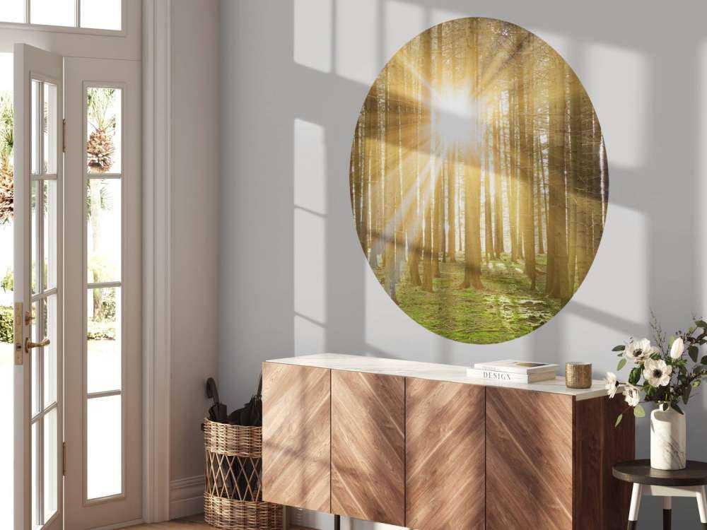 Fyrreskov med solskin