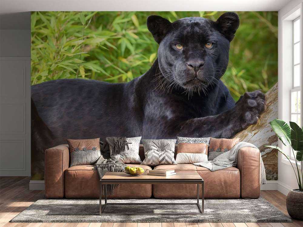 Svart panter på et tre