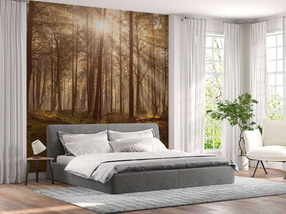 Skog med høye trær