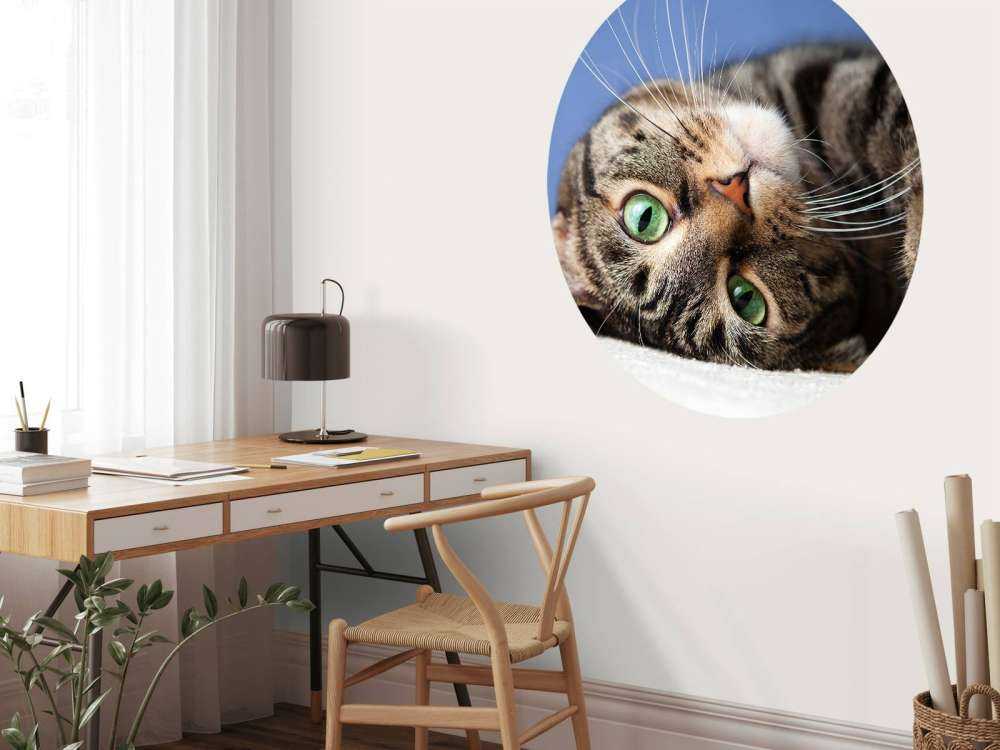 Rullende katt