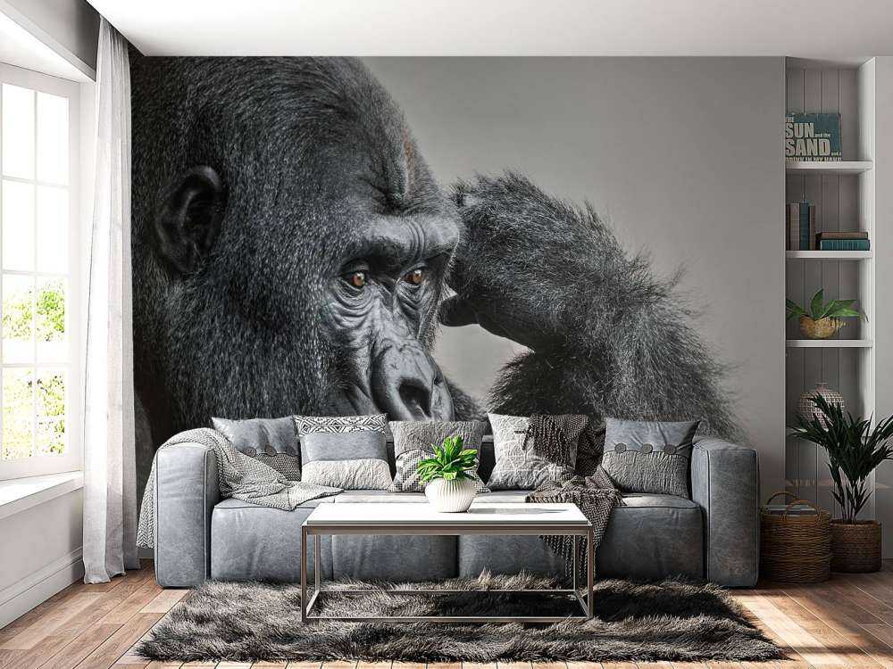 Gorilla svart og hvitt