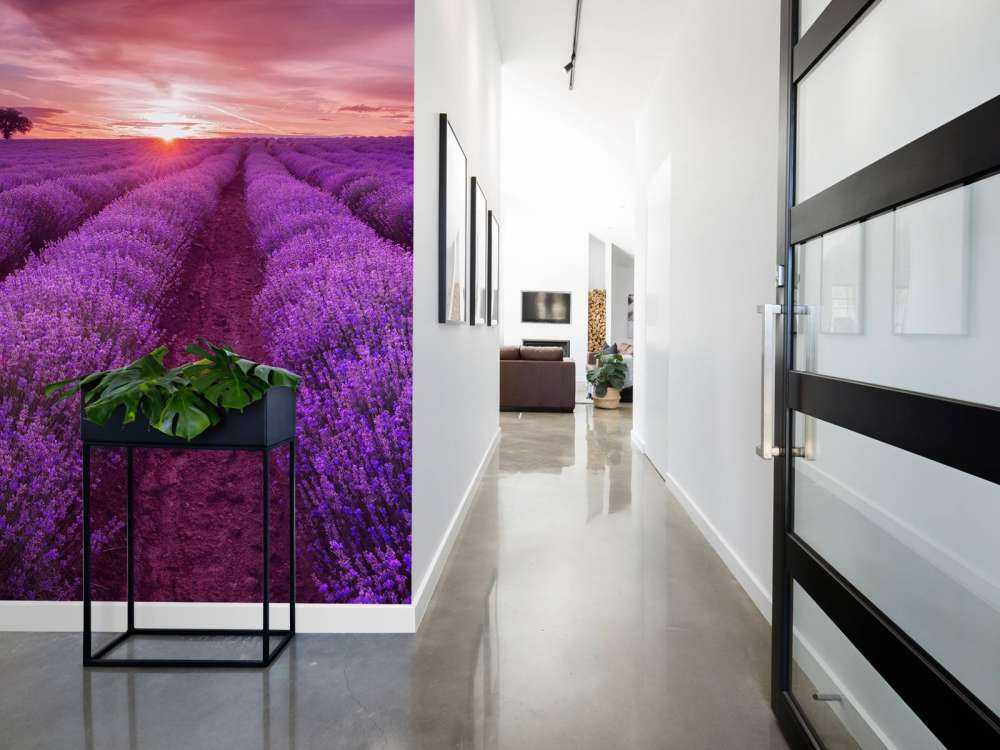 Åker full av lavendel