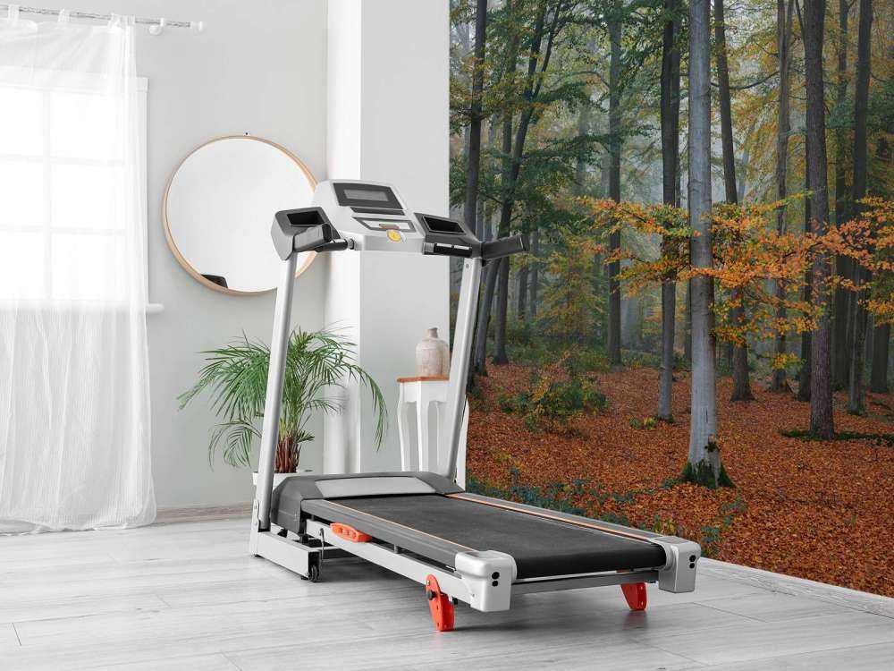 Höstfärger i dimmig skog