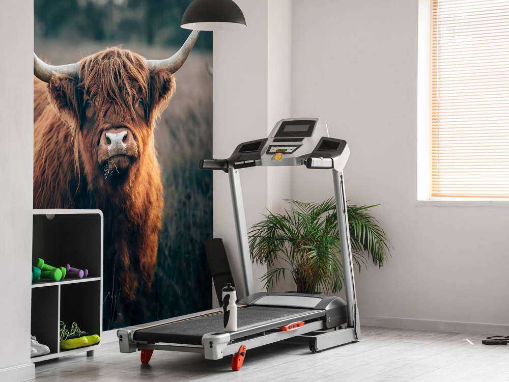 Skotsk högländare i närbild