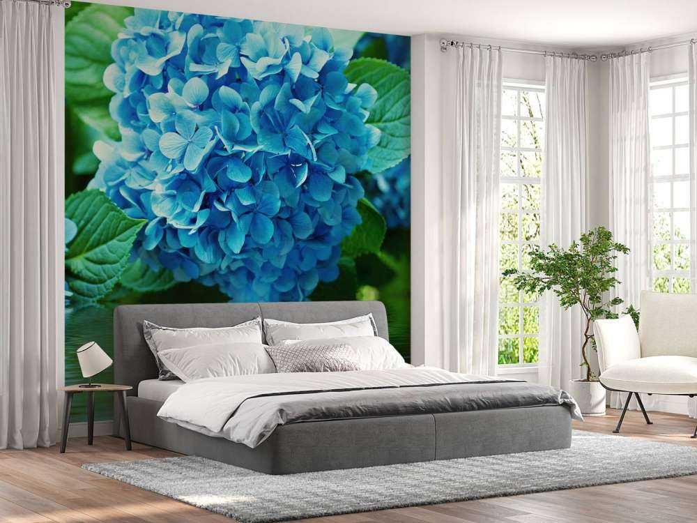 Hortensia i vatten